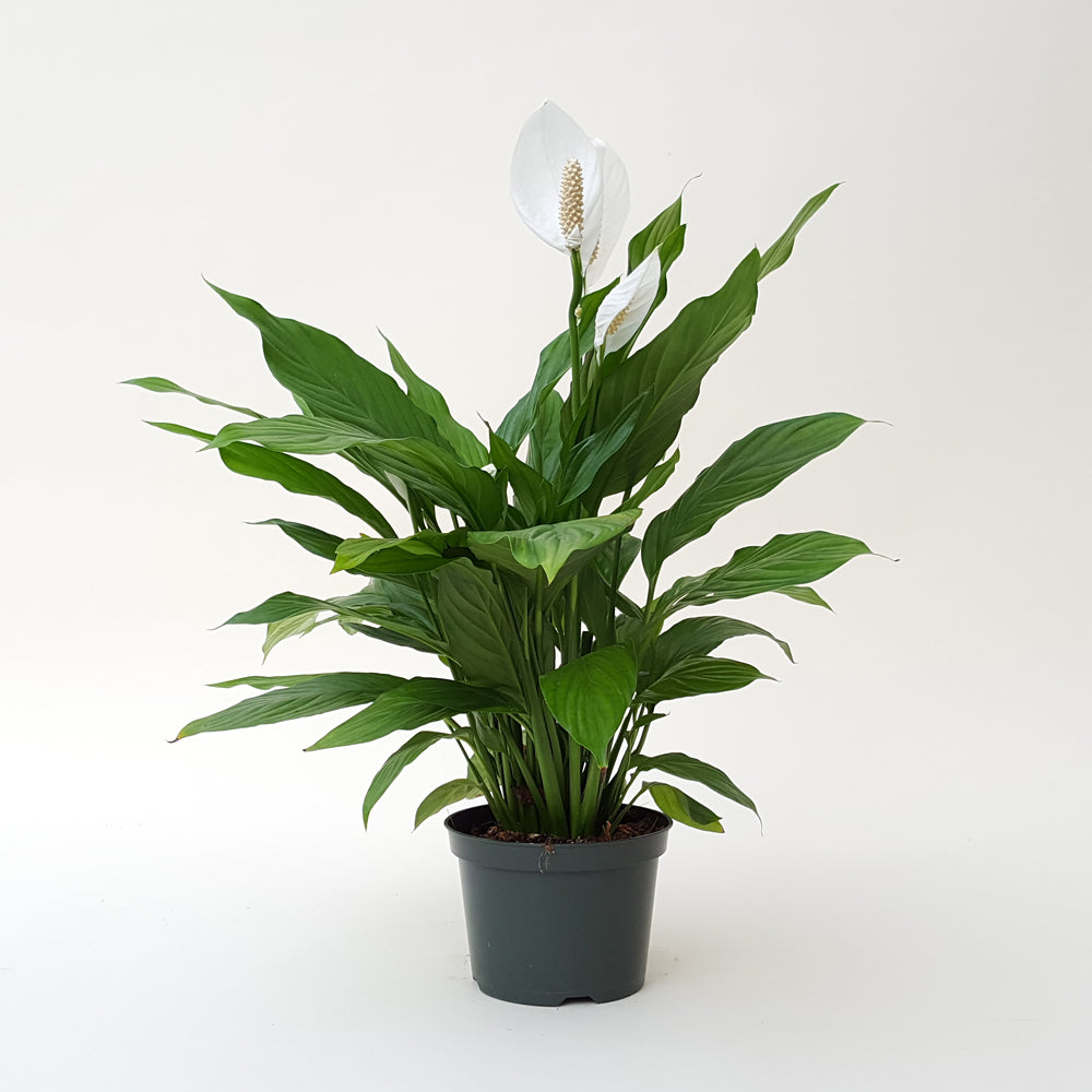 Peace Lily