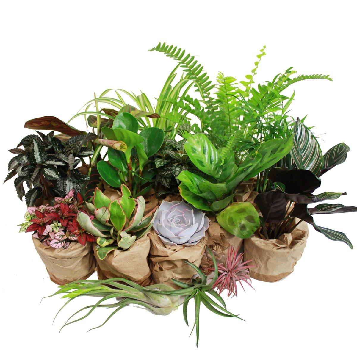 PET-FRIENDLY HOUSEPLANT BUNDLE (5-PACK ASSORTED) - Geoponics Inc