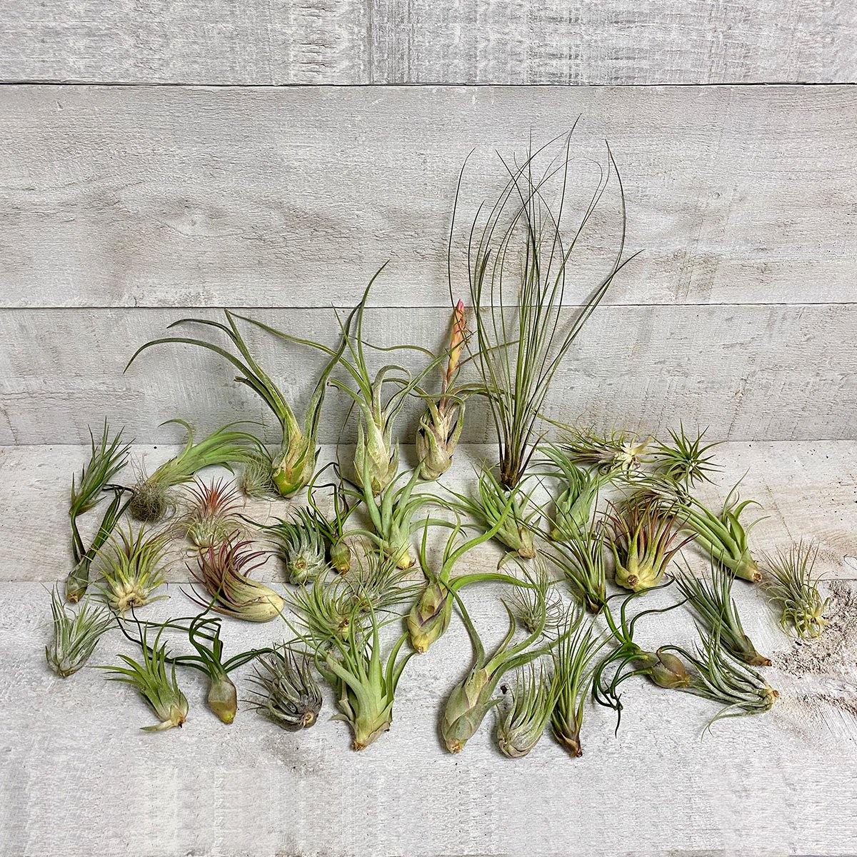 Deluxe Air Plant Bundle (Assorted) - Geoponics Inc