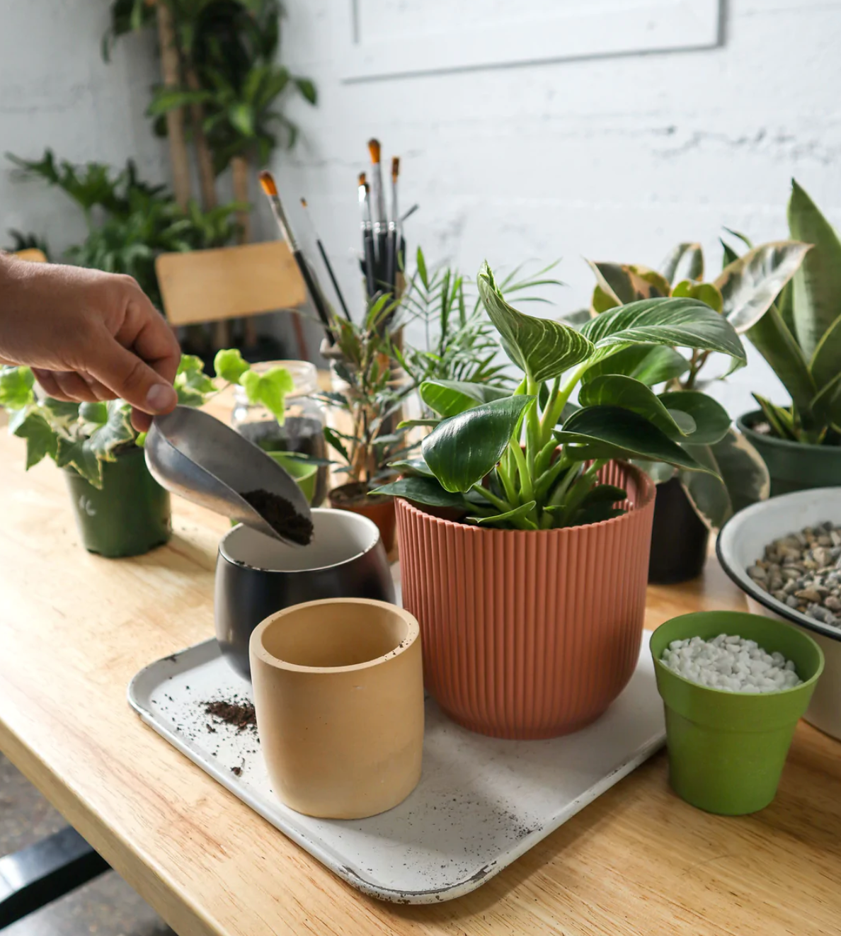 Houseplant 101 Workshop