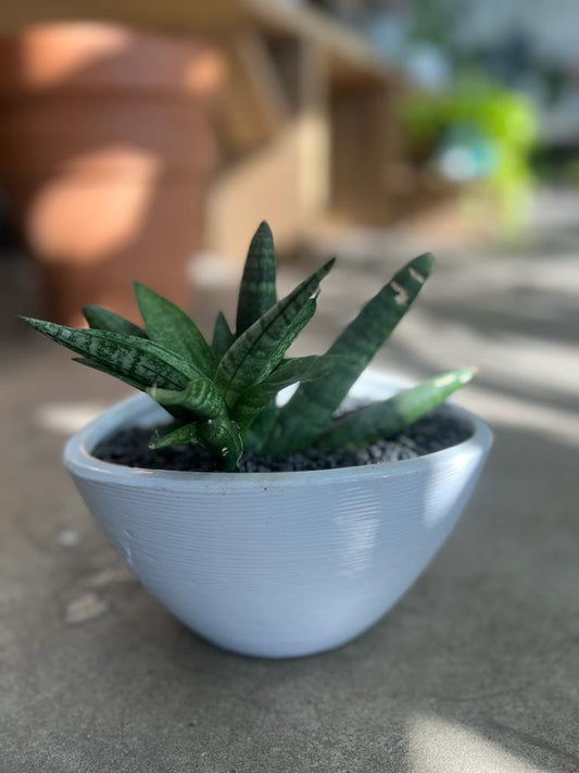 Sanseveria Starfish with Planter