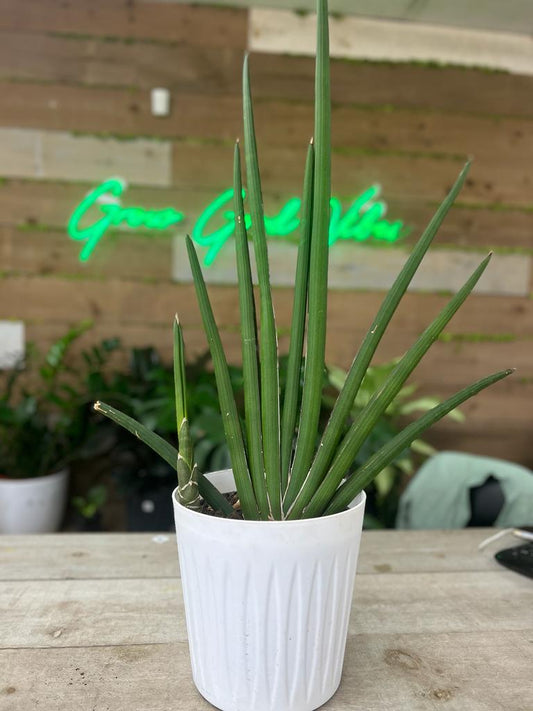 Sanseveria Starfish 10" Grower Pot