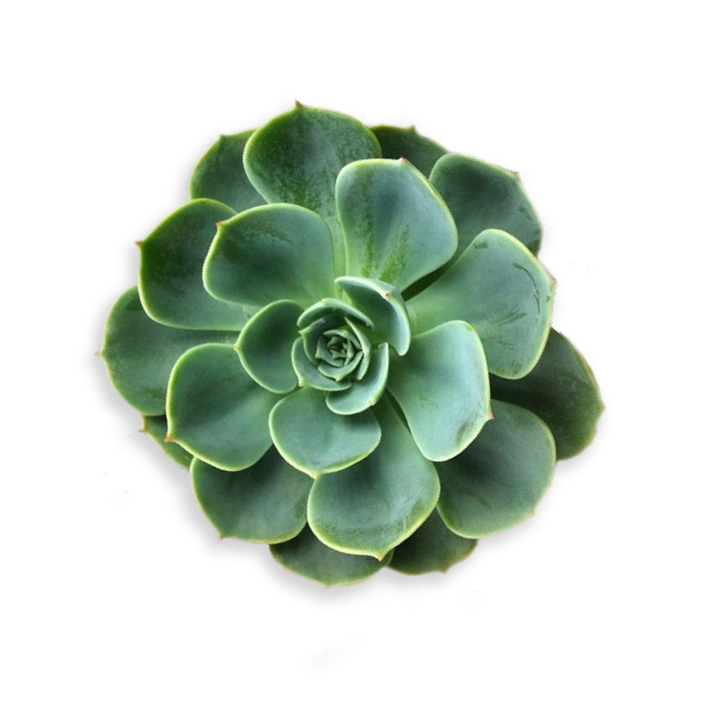 2.25" Plant Baby Succulents tray