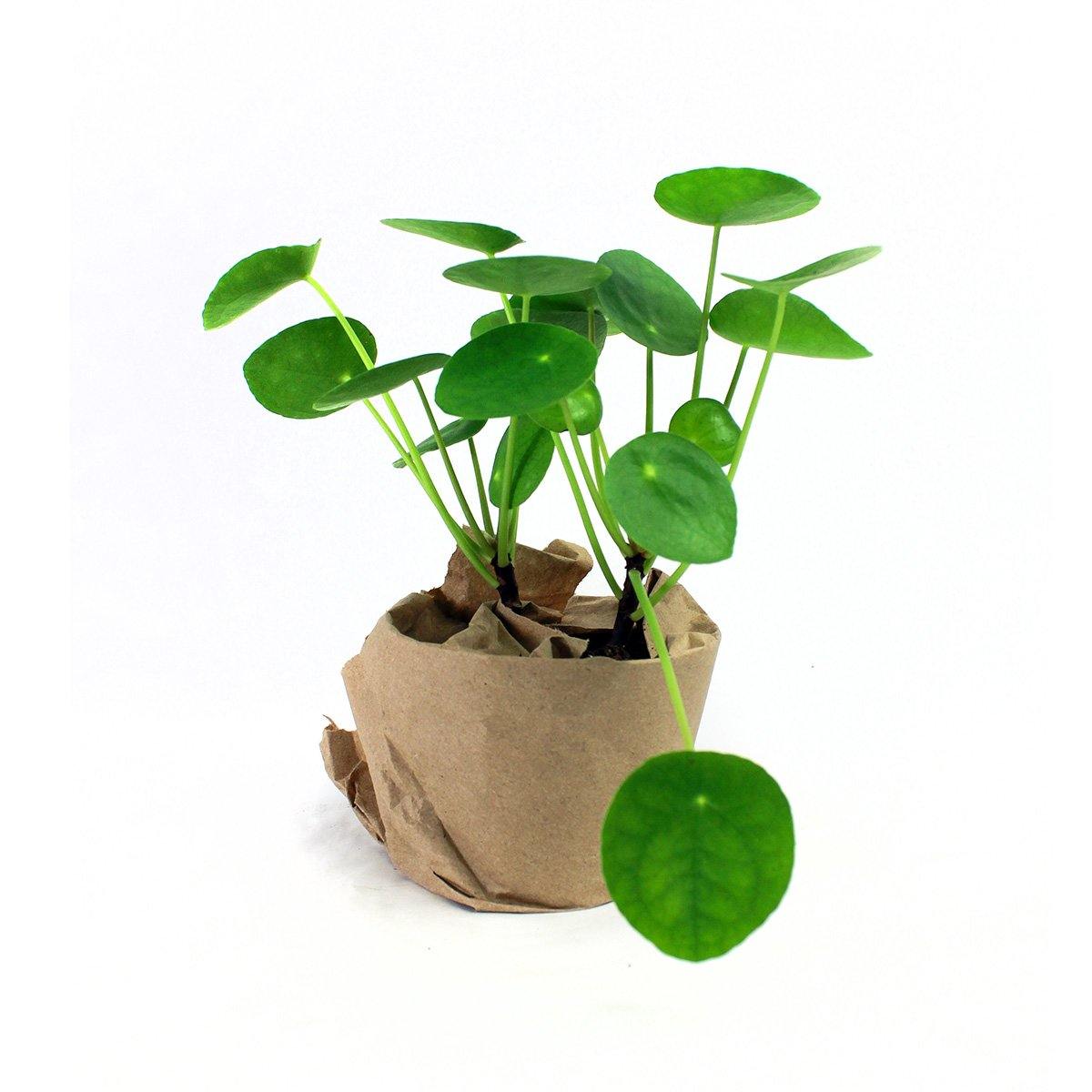 Pilea Plant - Geoponics Inc