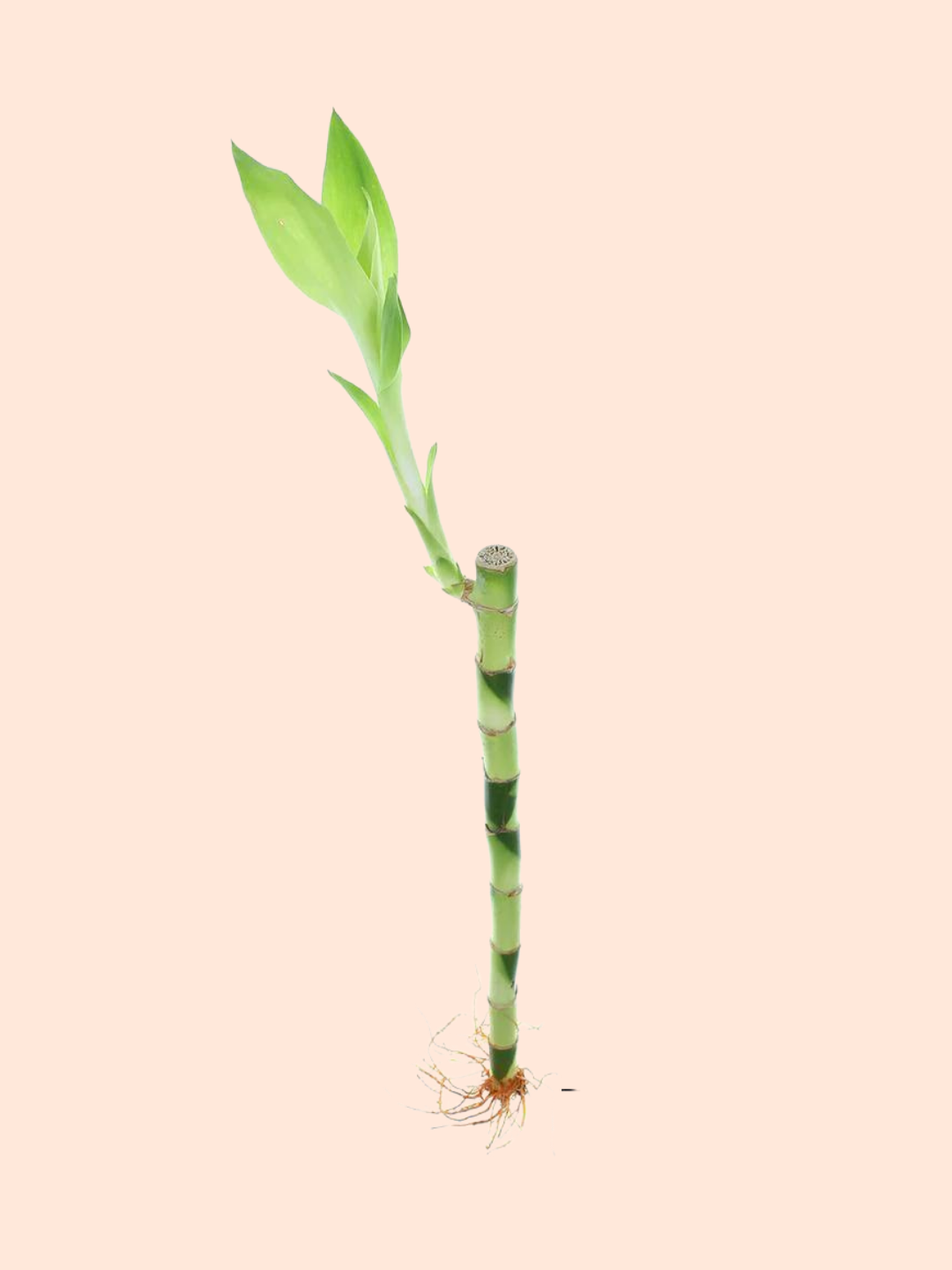 12" Straight Lucky Bamboo