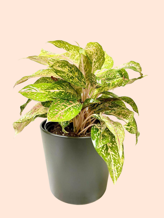 Aglaonema Red Valentine (10" Grower Pot) (Planter Not Included)