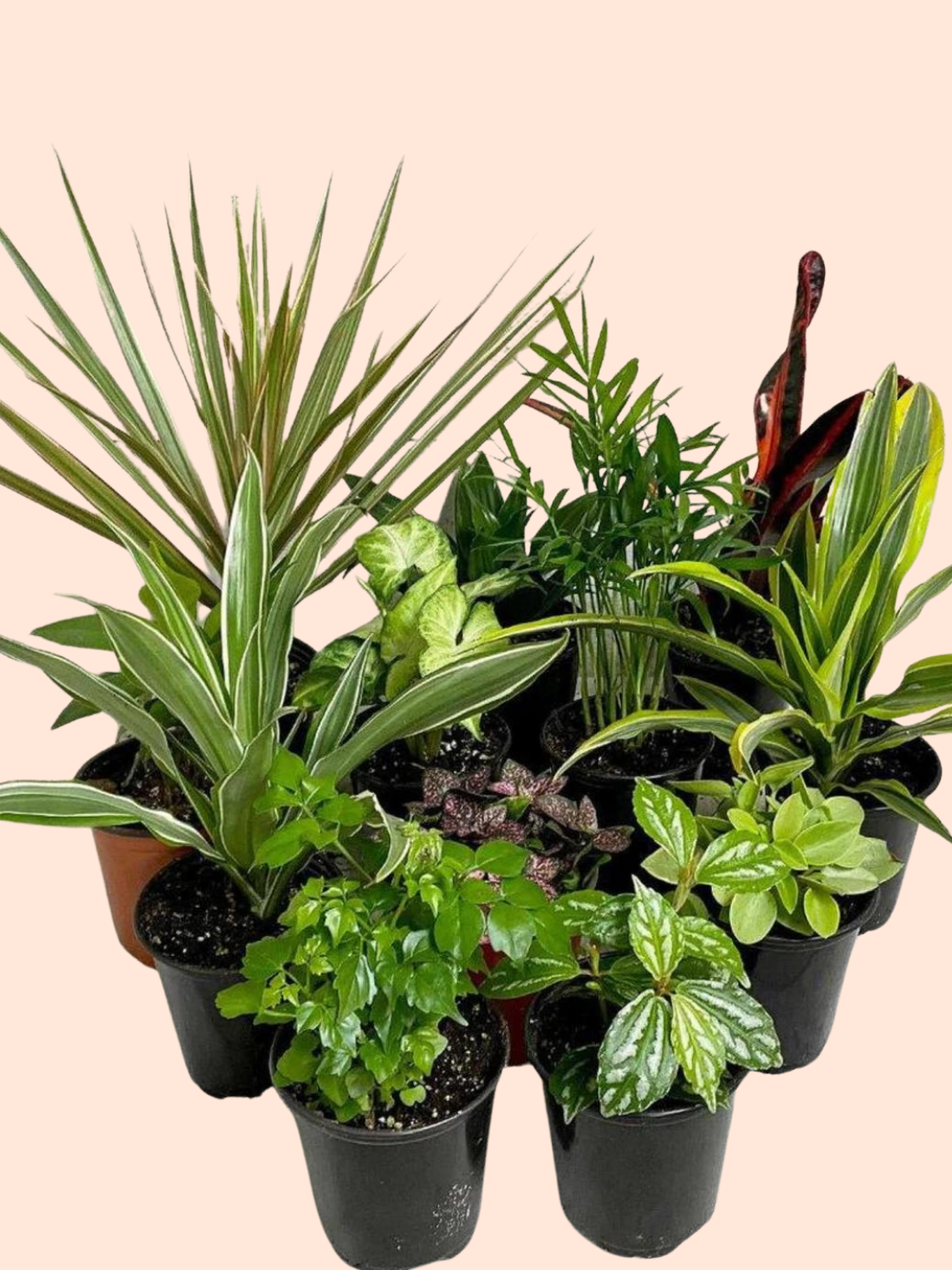 Tropical Houseplant Bundle (Holiday Special Offer)