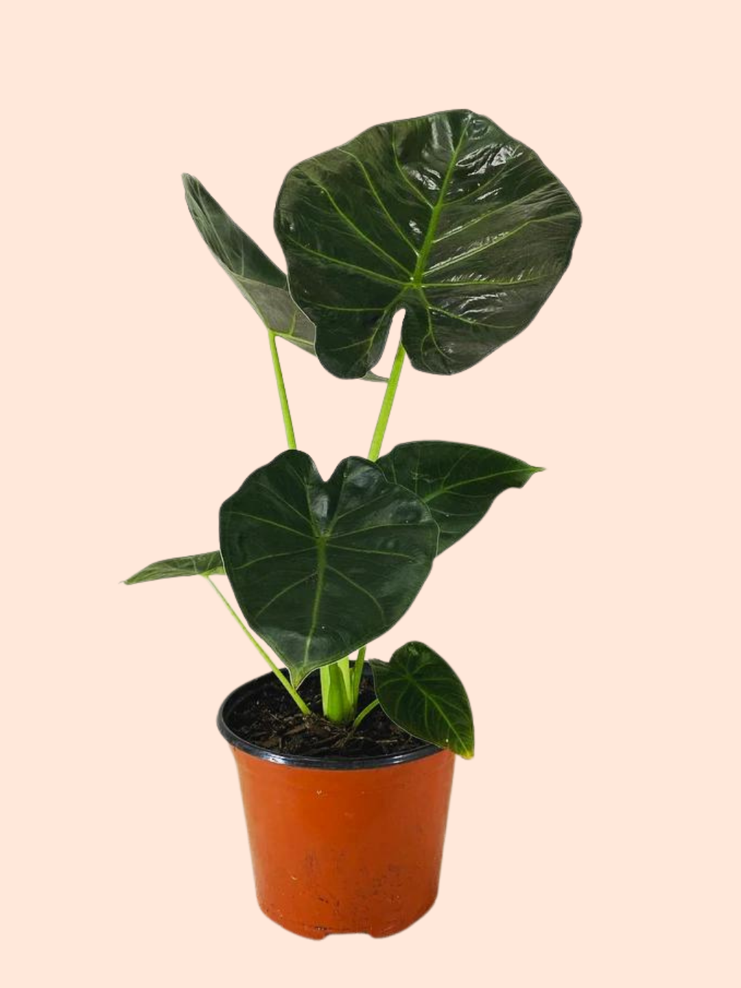 Alocasia Regal Shield