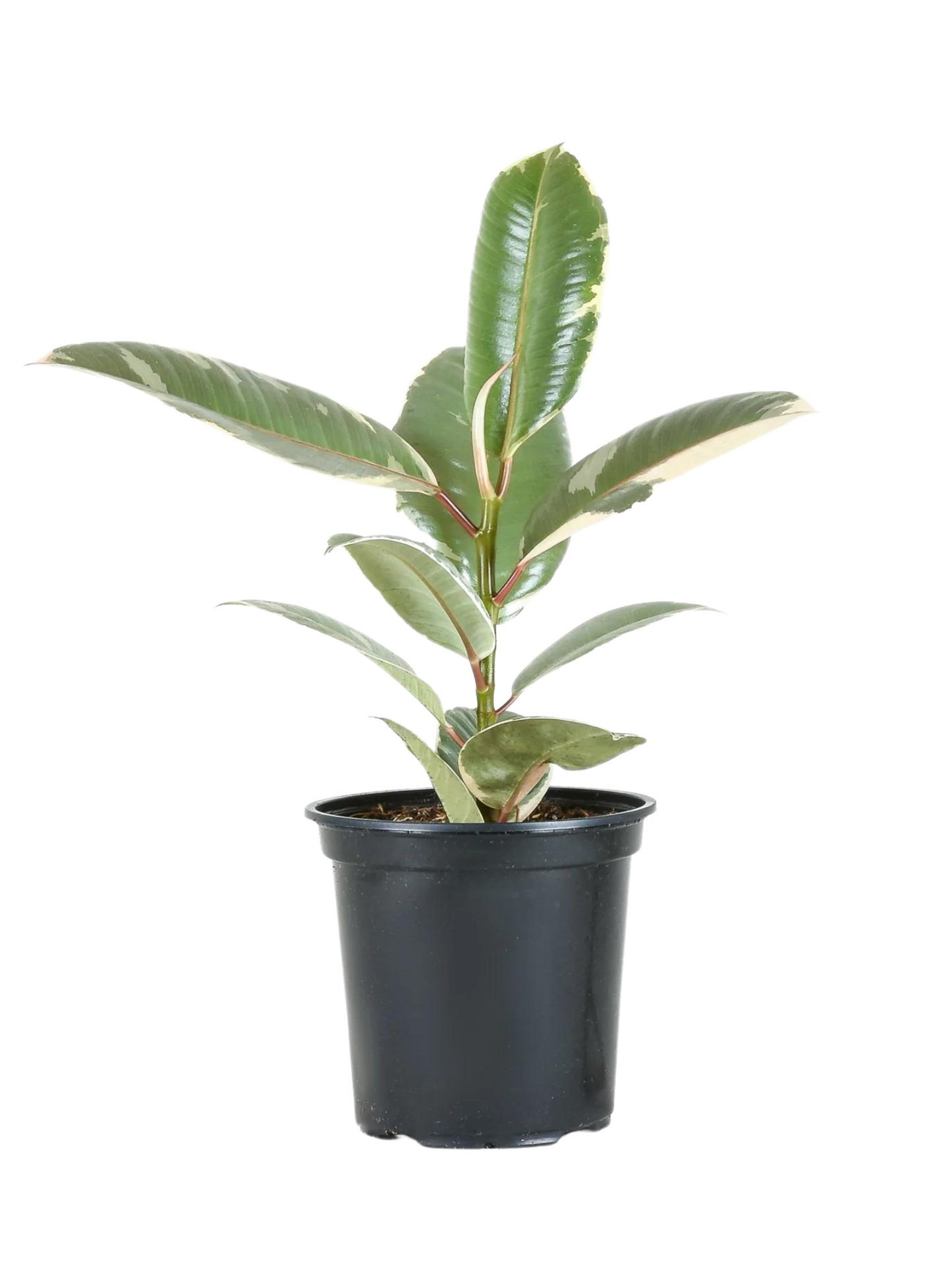 Ficus Tinieke