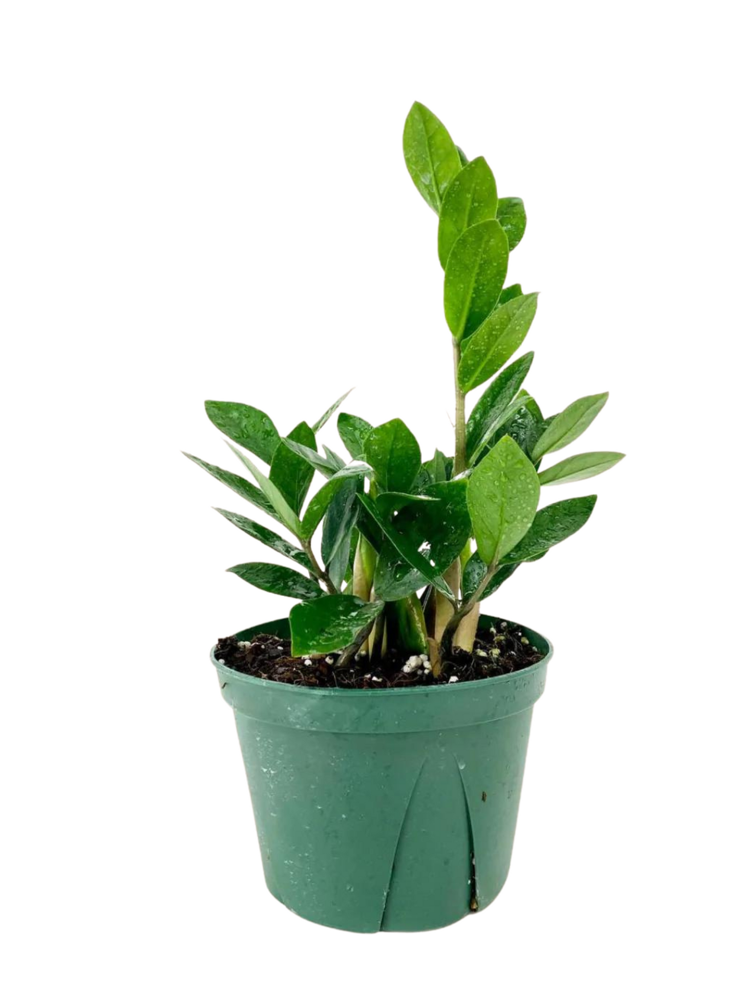 Zamioculcas zamiifolia (ZZ)