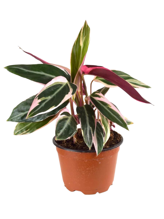 Stromanthe Triostar (pot not included) ceramic pot $9—$50 extra (optional) white/black/grey