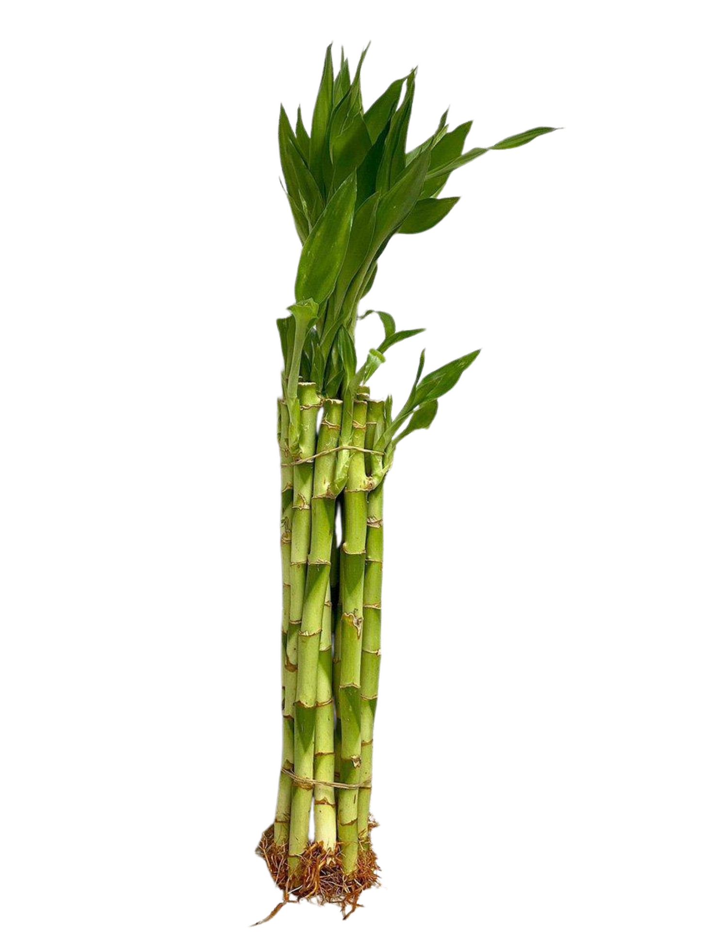 12" Straight Lucky Bamboo