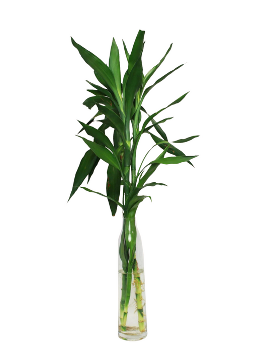 3 Feet Lucky Bamboo Straight big leaves (bundle of three)vase not included