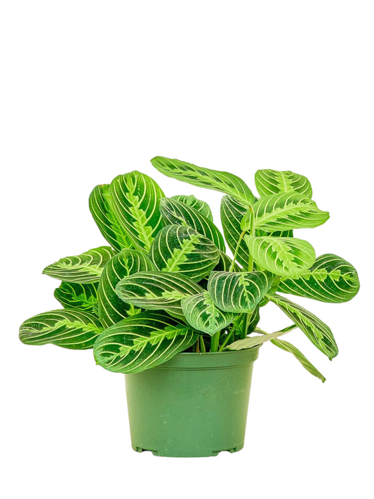 Prayer Plant Lime