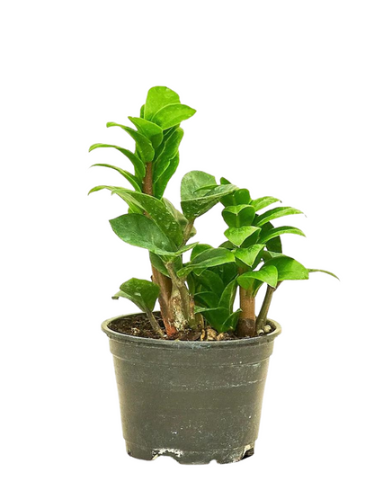 Zamioculcas zamiifolia (ZZ)