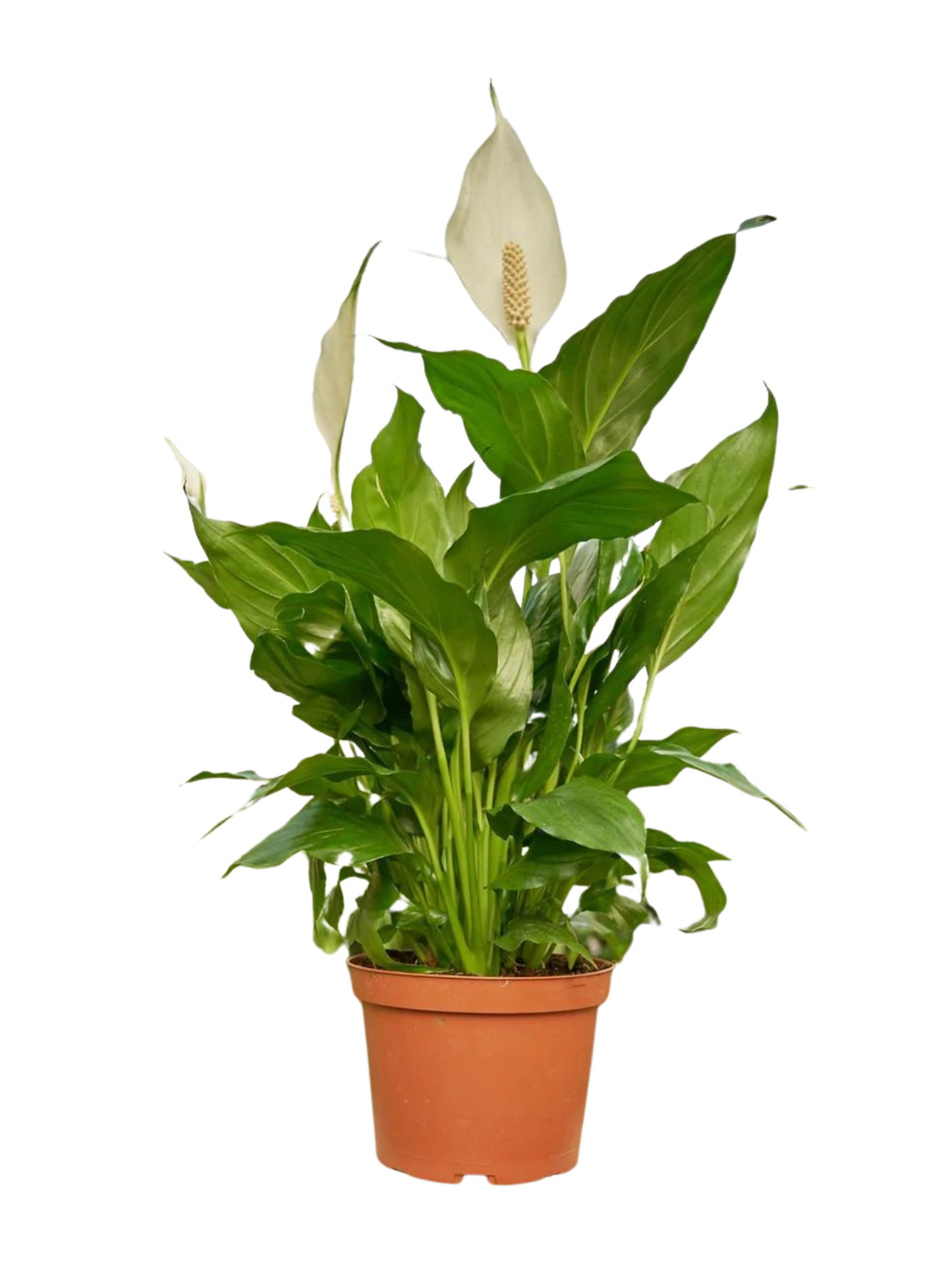 Peace Lily