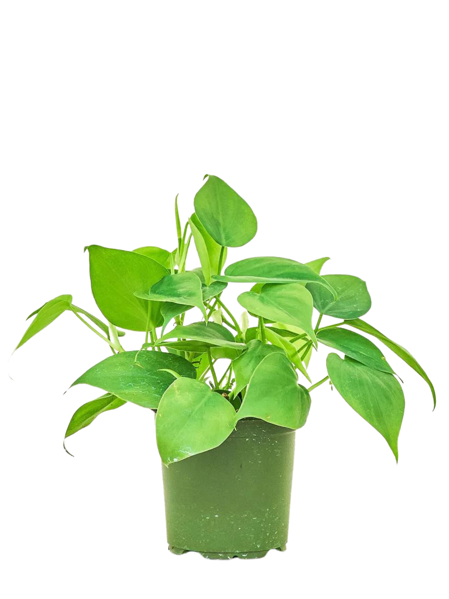 Philodendron Green