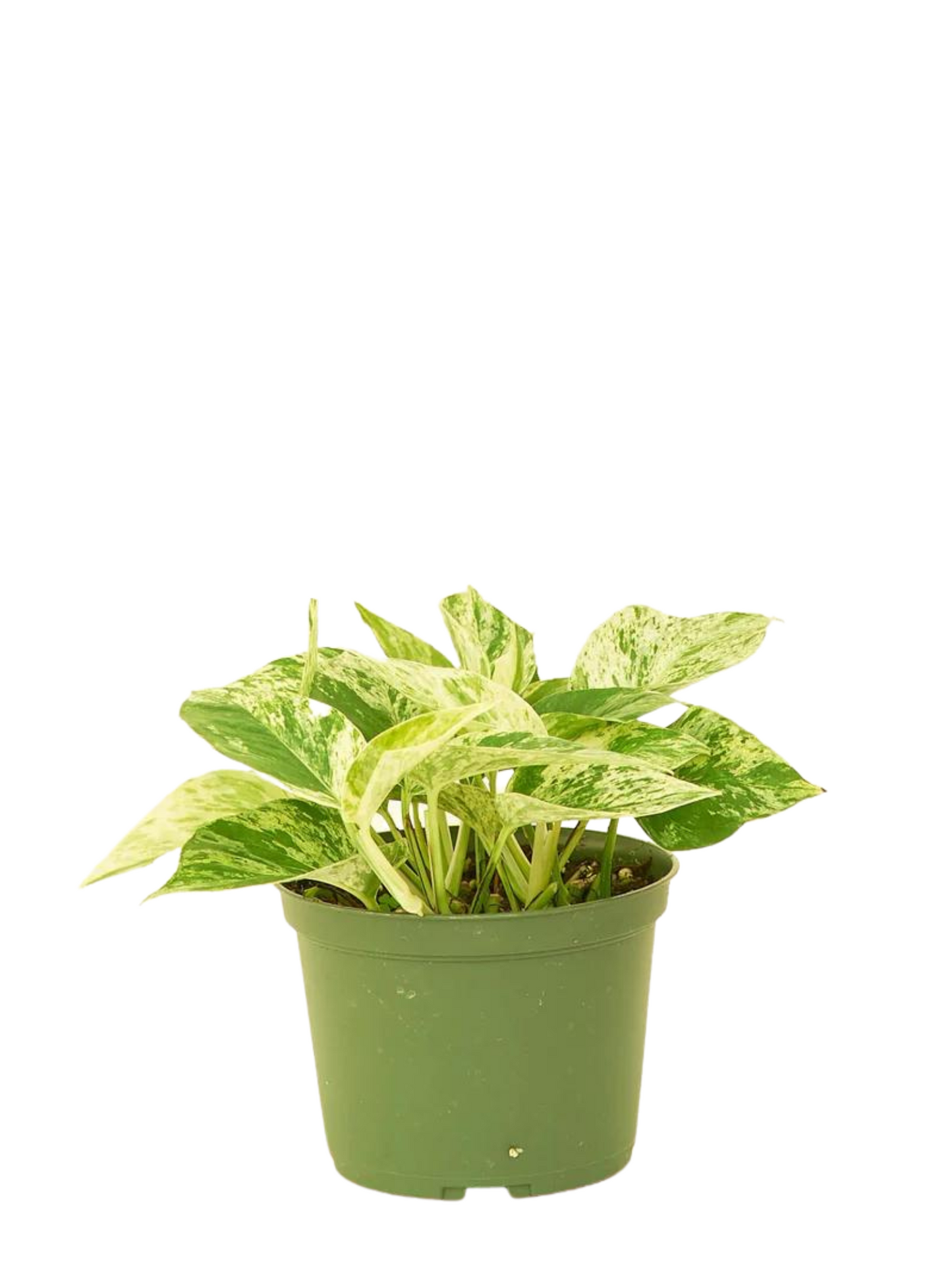 Marble Queen Pothos