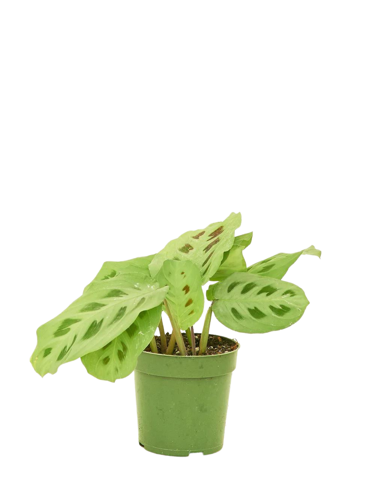 Prayer Plant Green