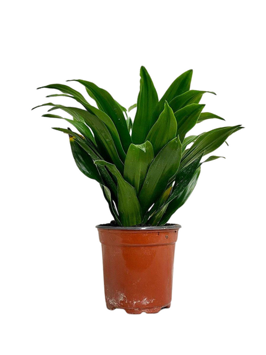 Dracaena Janet Compacta