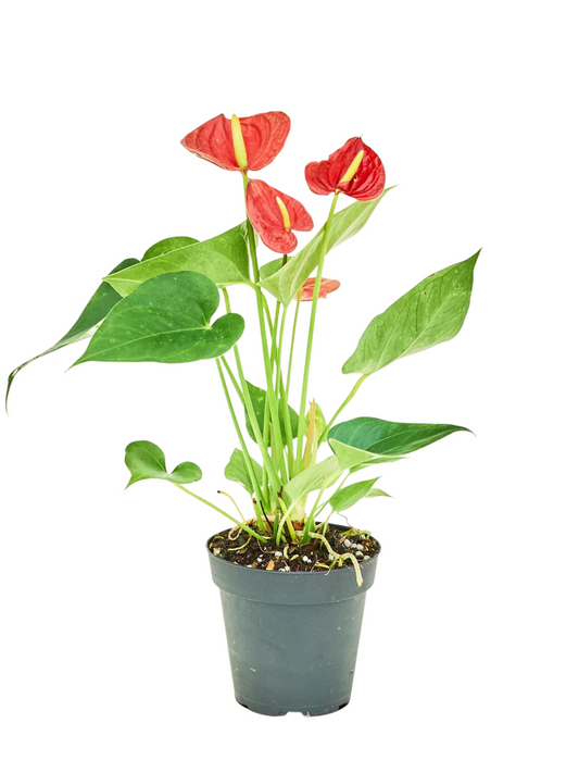 Anthurium