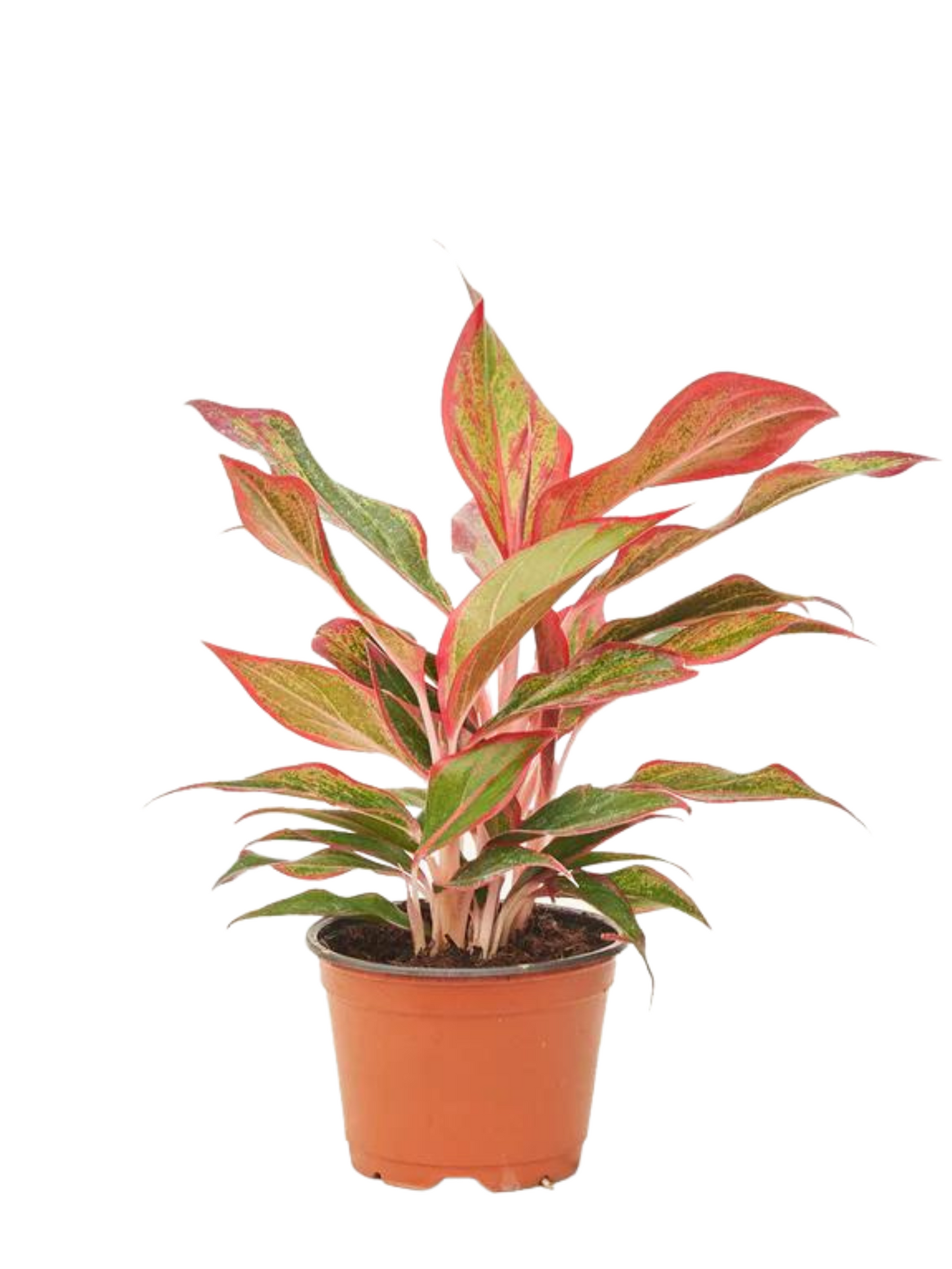 6”Aglaonema Red Siam