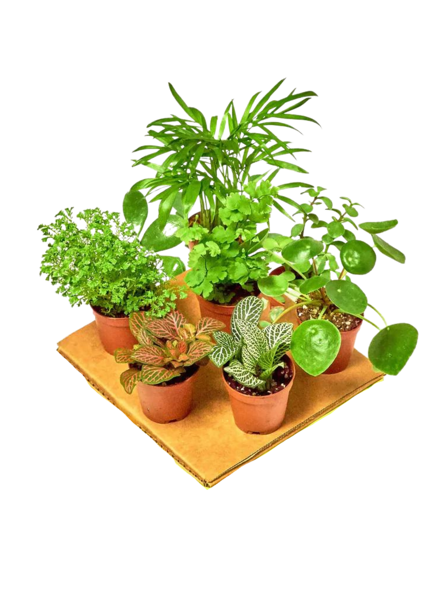 Pet-Friendly Houseplant Bundle