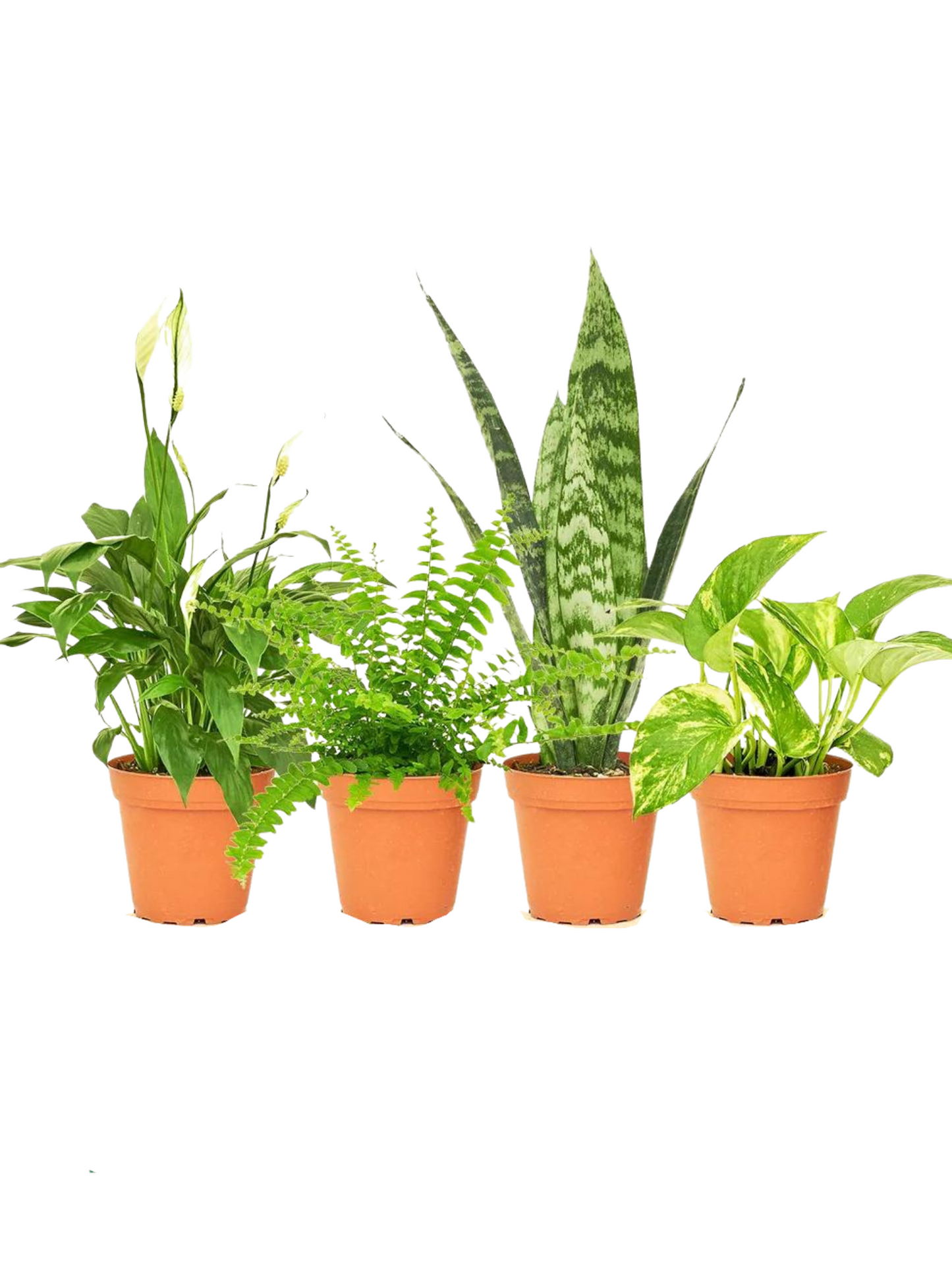 Tropical Houseplant Bundle (Holiday Special Offer)