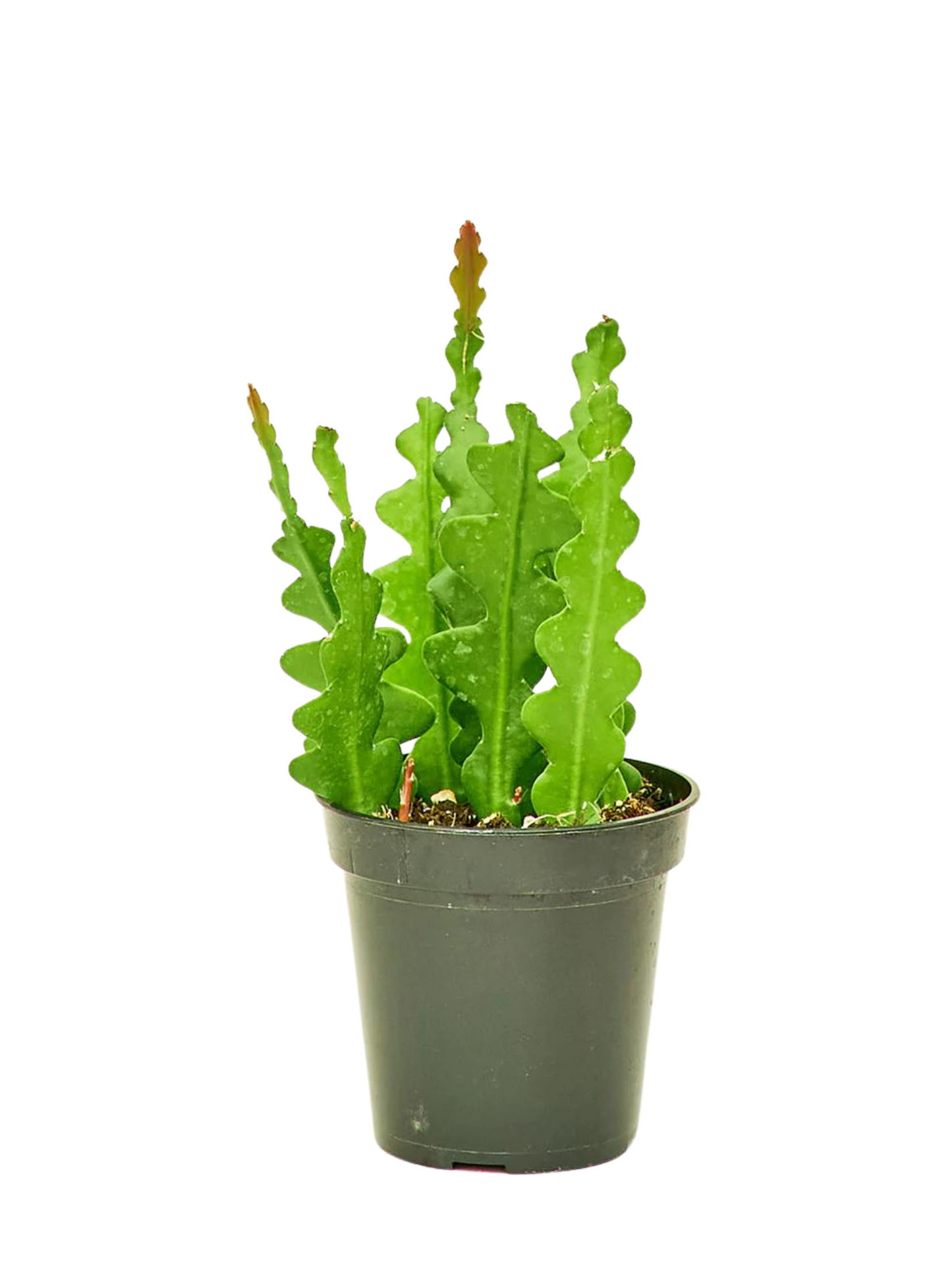 Fishbone Cactus