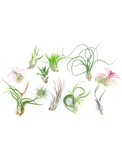 Deluxe Air Plant Bundles