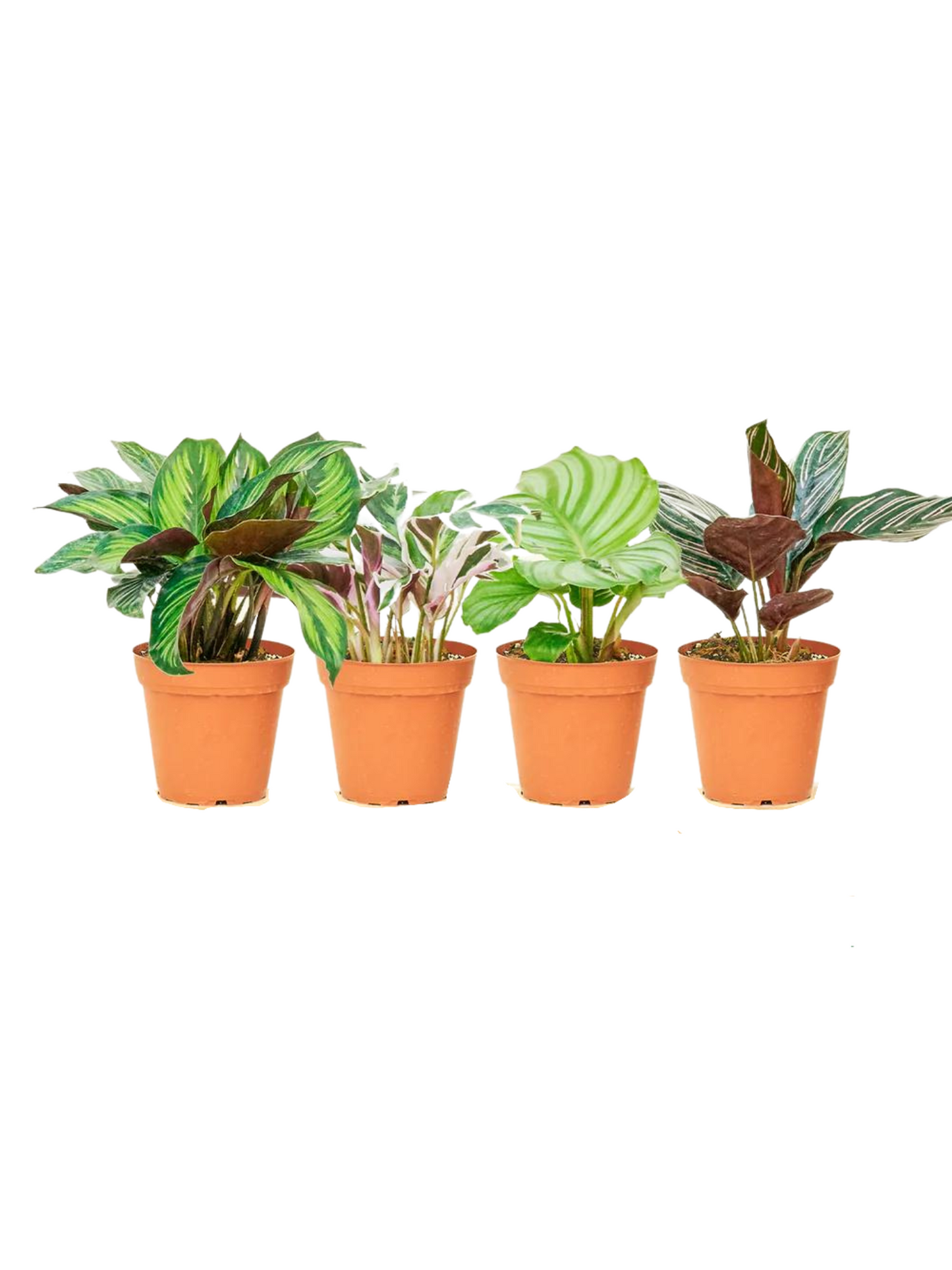 CALATHEA FAMILY ASSORTED