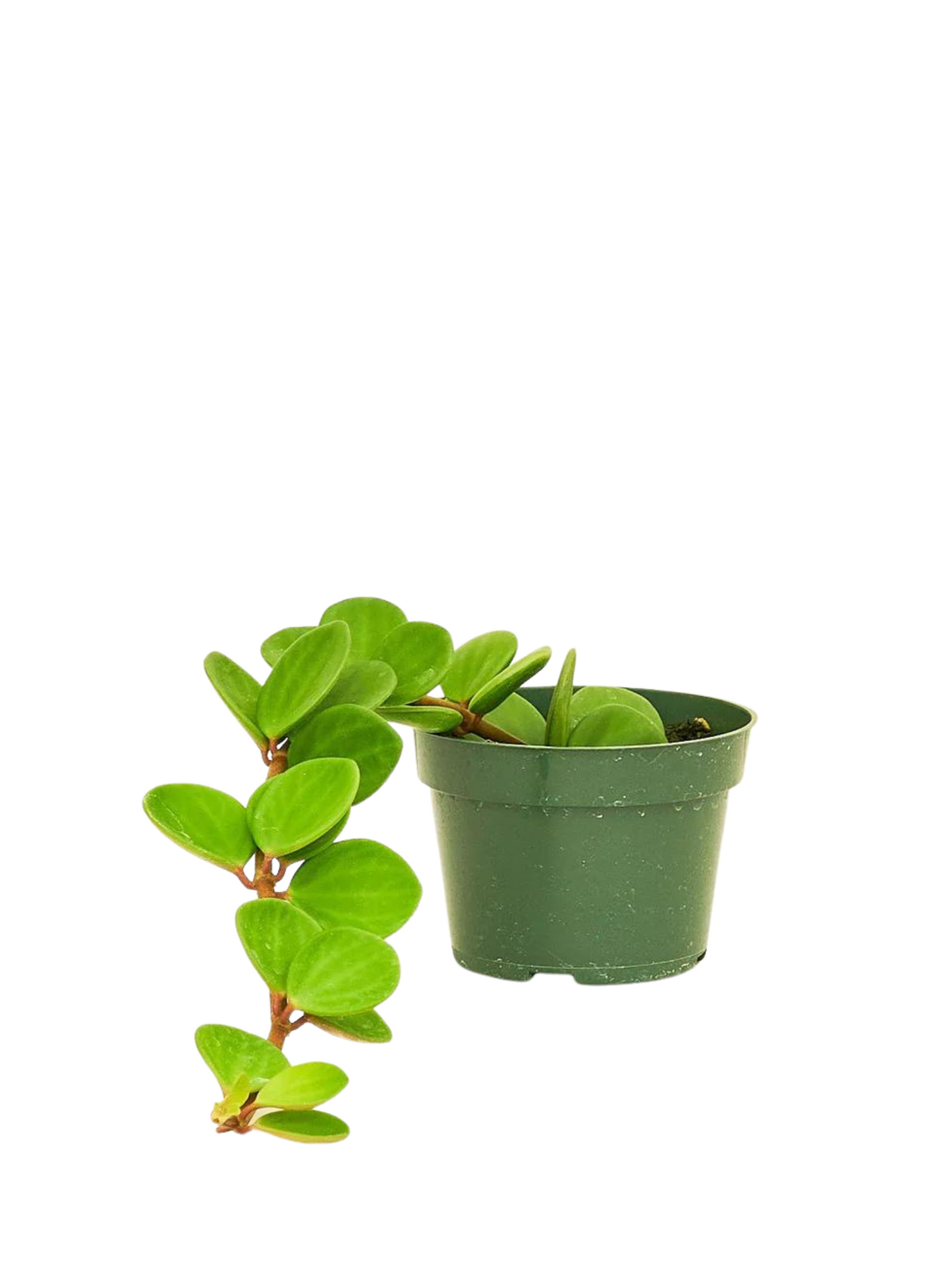 Peperomia Hope in growing pot —ceramic pots all color available $10—$20 extra