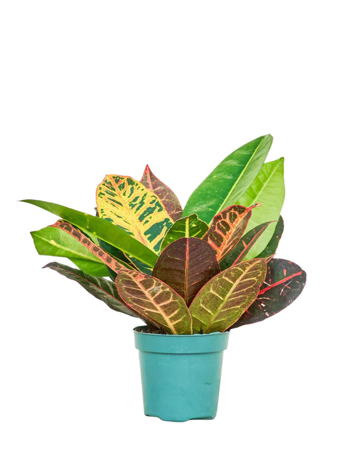 Croton Petra