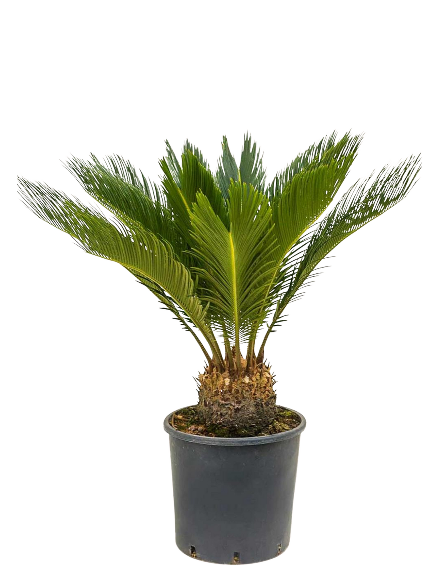 Palm Sago 10”pot