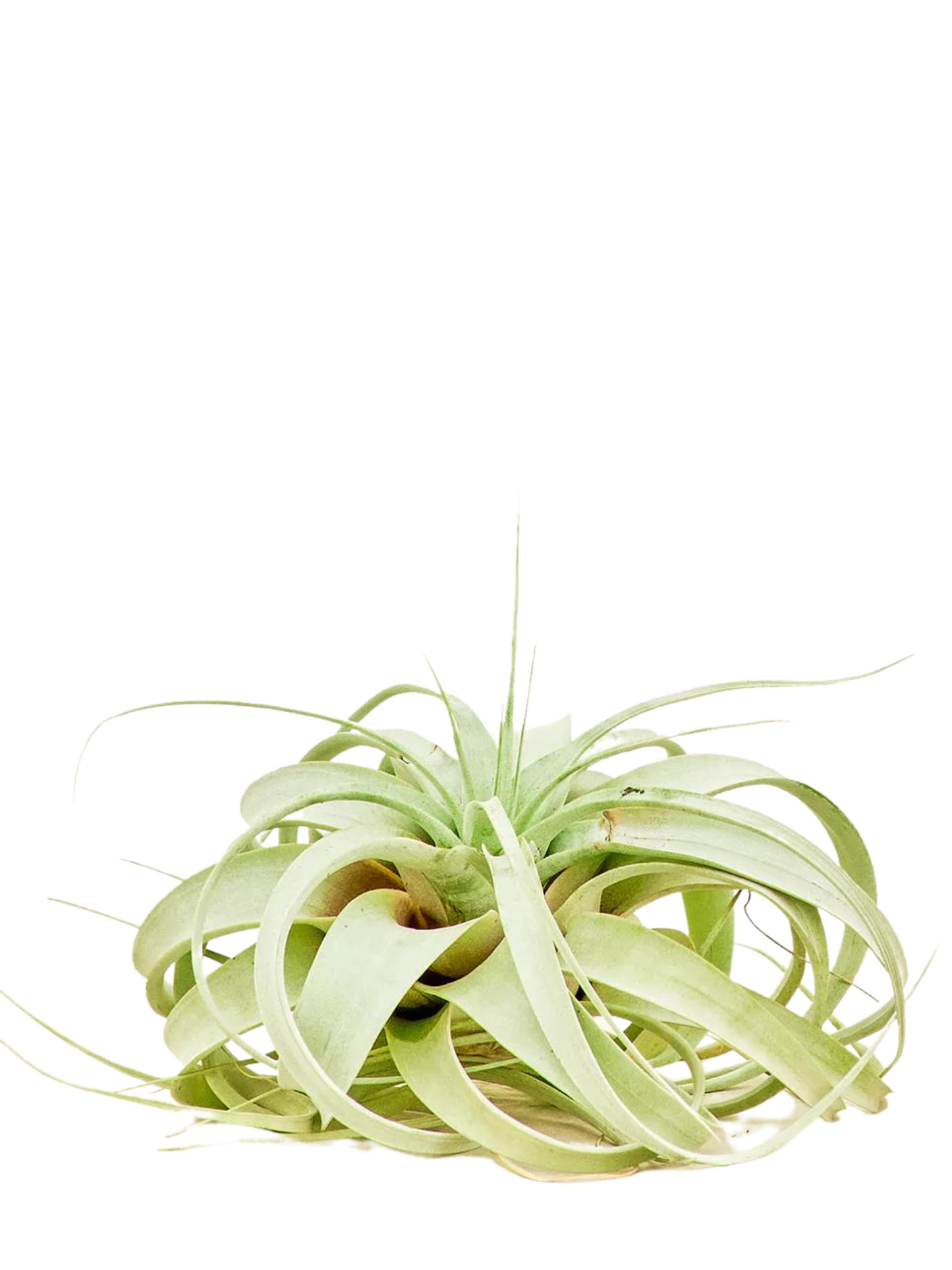 TILLANDSIA XEROGRAPHICA