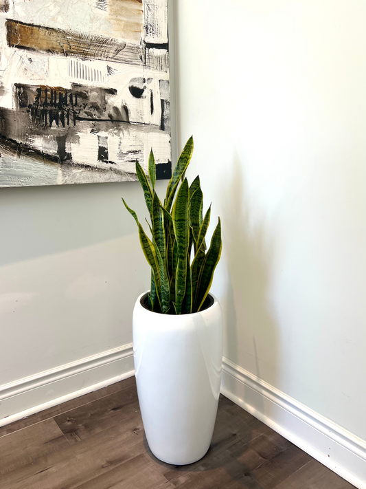 Snake Plant large in fiber glass