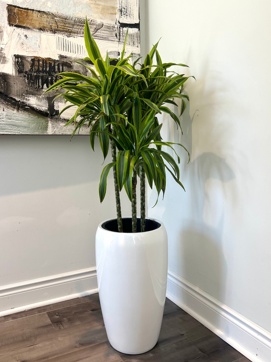 Dracaena Lemon Lime (Pot not included)