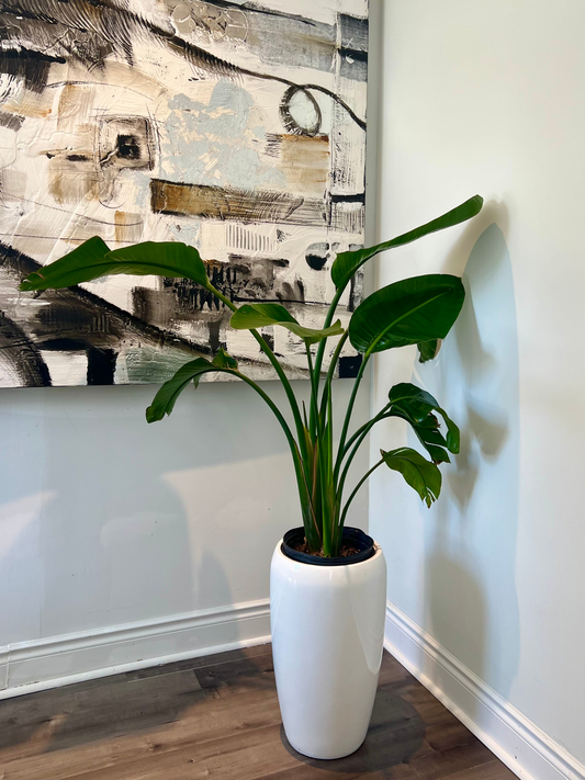 Bird of Paradise with white pot