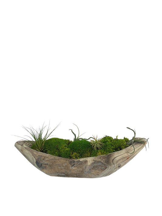 Mosaic Airplants & Moss