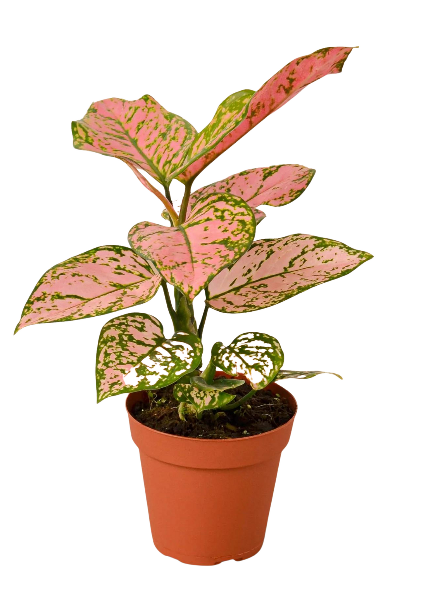 Aglaonema