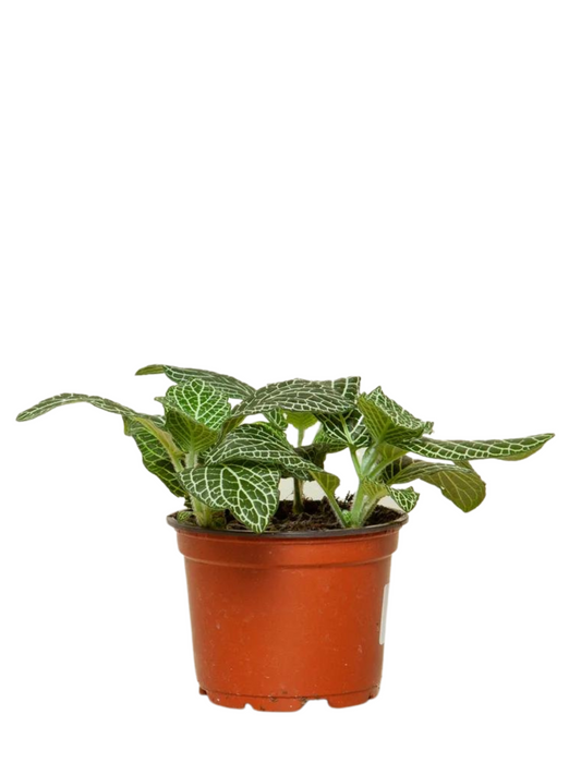 Fittonia