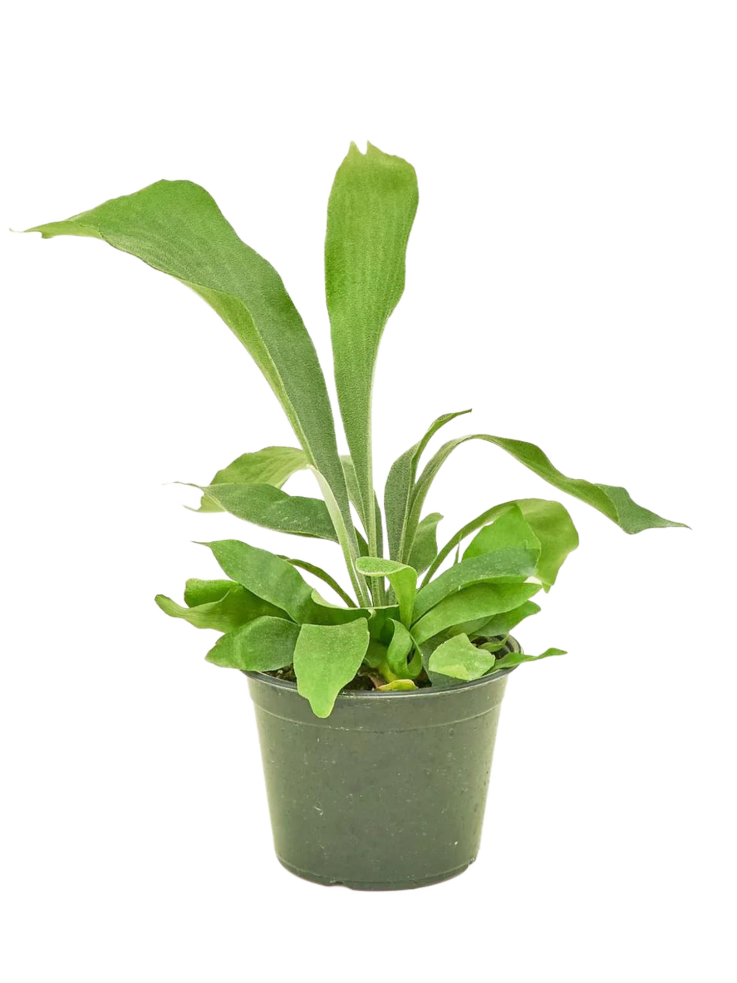 Staghorn Fern