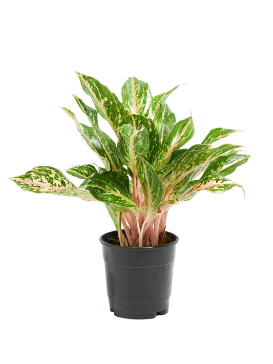 6”Aglaonema Sparkling Sarah