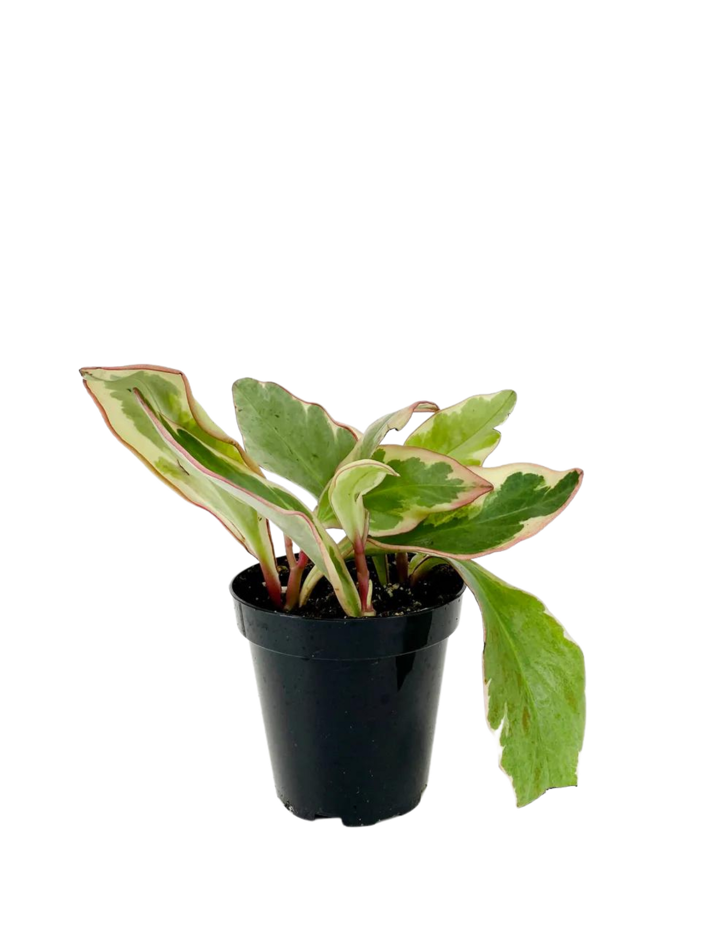 Peperomia Tri-color