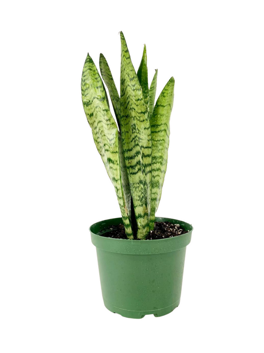 Snake Plant