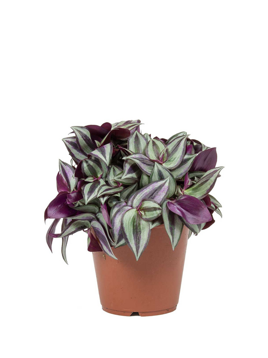 Tradescantia