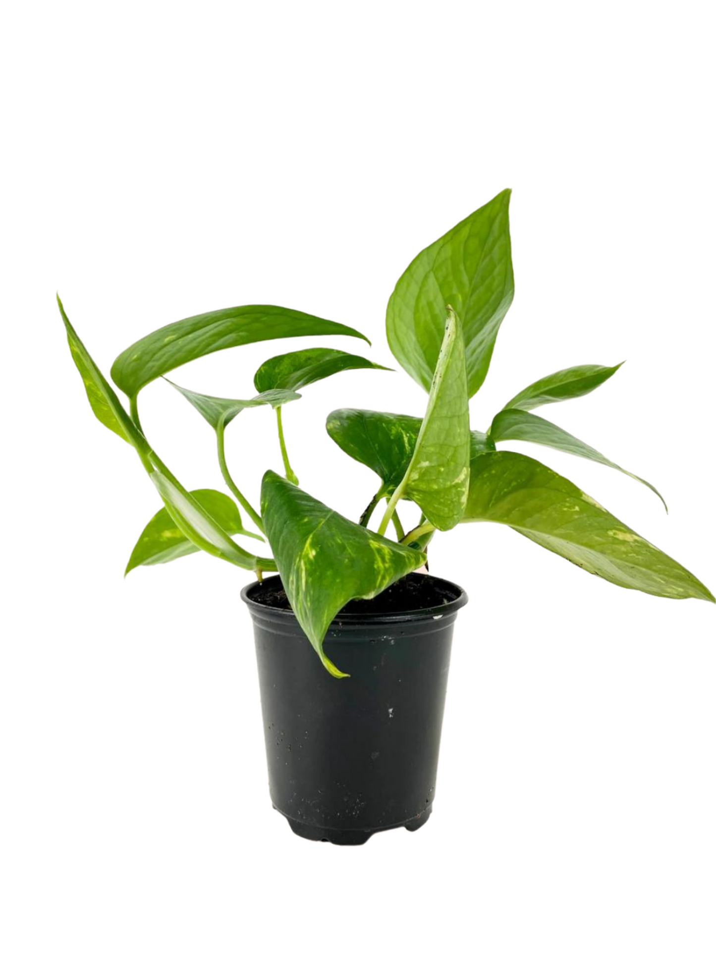 Pothos Green | Pothos Green (Gold)