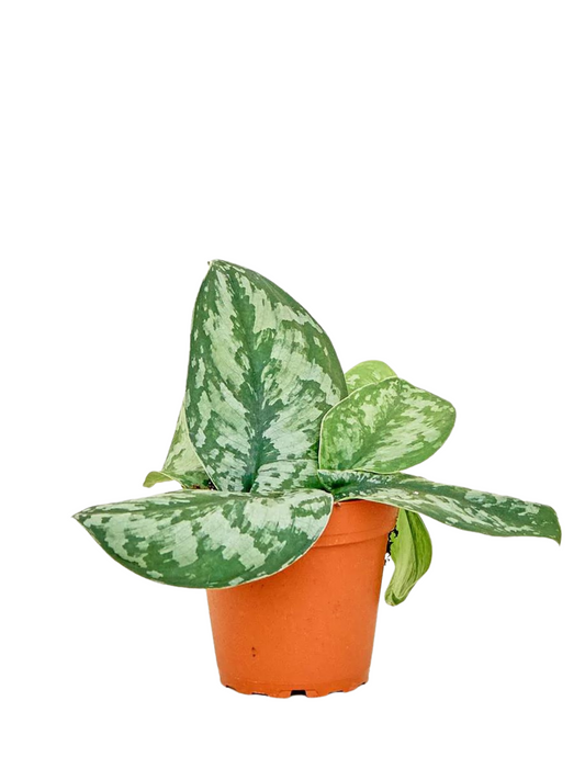 Silver Satin Pothos