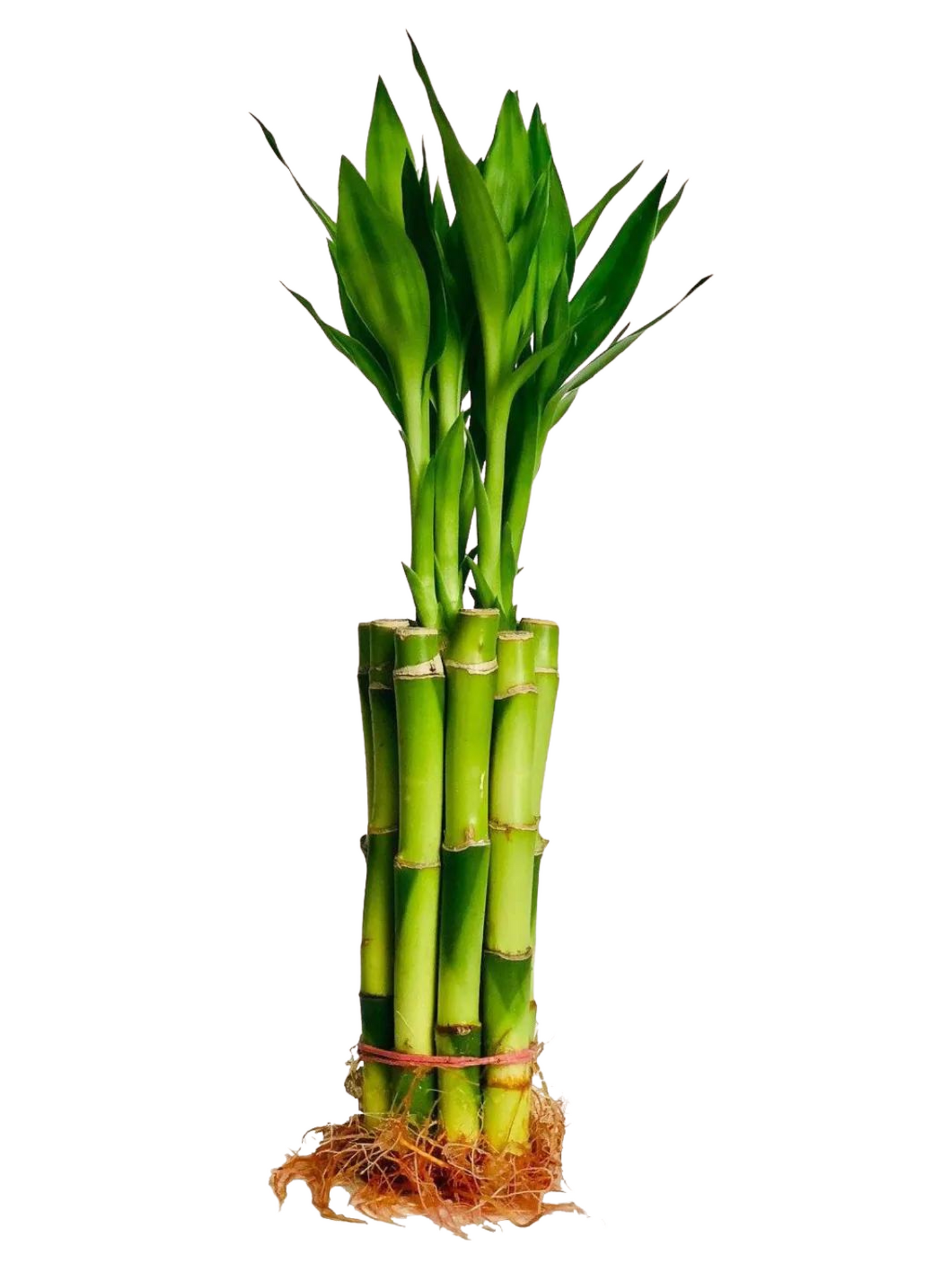 6" Straight Lucky Bamboo (10 bundle)