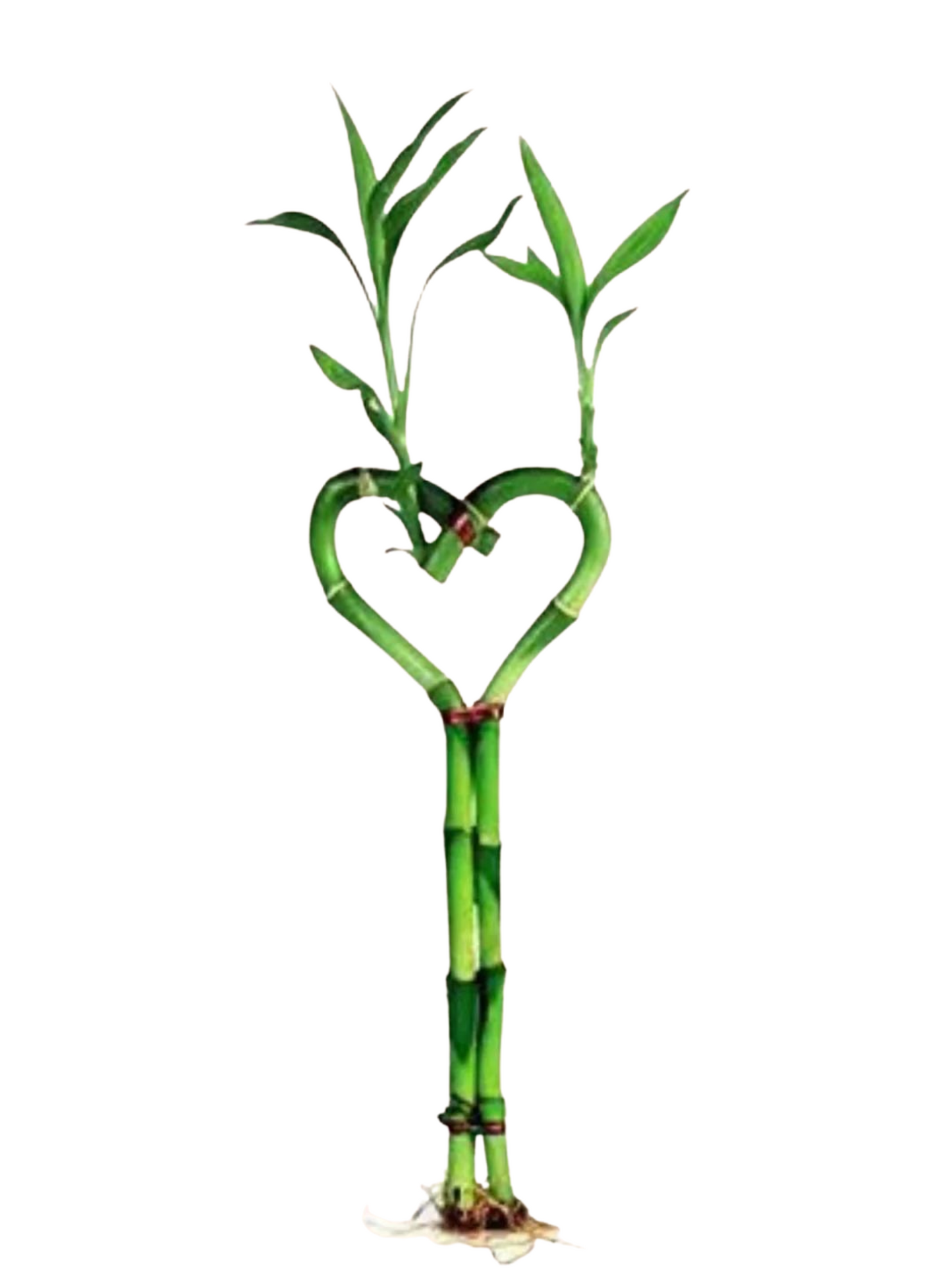 12” Heart Shaped Bamboo Stems